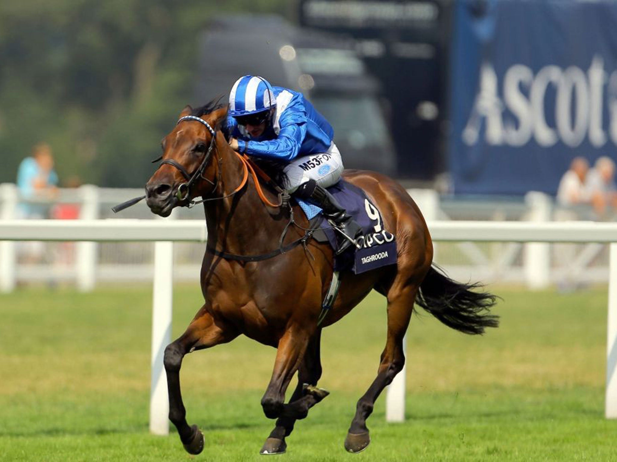 In control: Taghrooda leaves a strong field in her wake in the King George