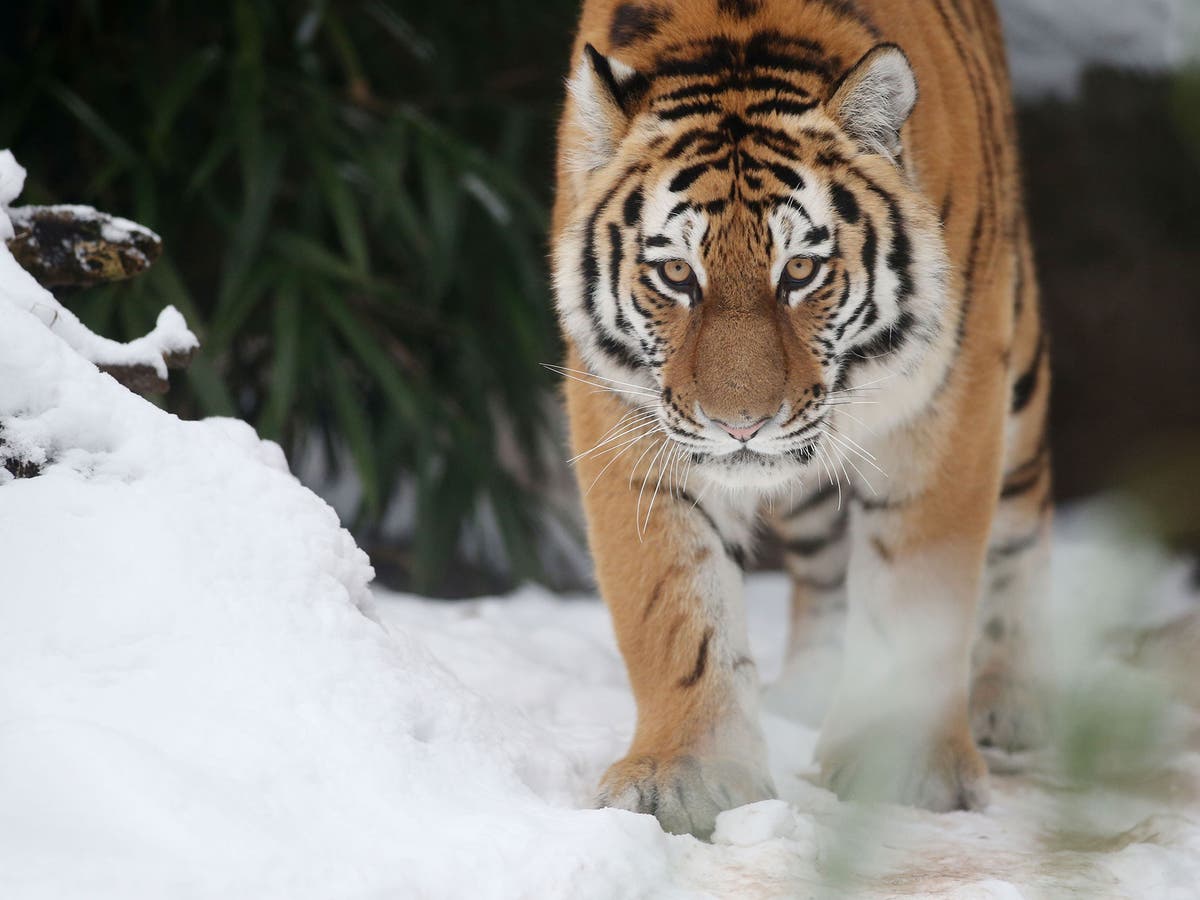 Save the tiger: Tiger, tiger, dying out - a majestic animal on its ...