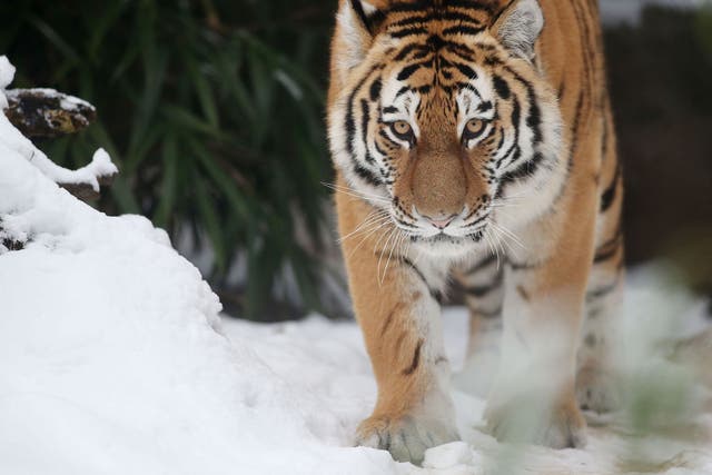 A Siberian Tiger