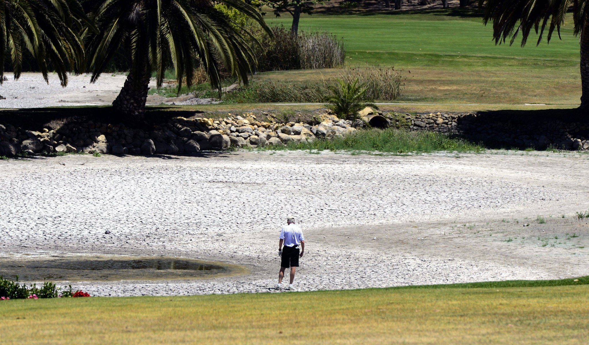 In search of his stray shot a golfer walks onto the cracked lake surface of the drought affected Laguna Blanca at La Cumbre Country Club in Goleta, California.