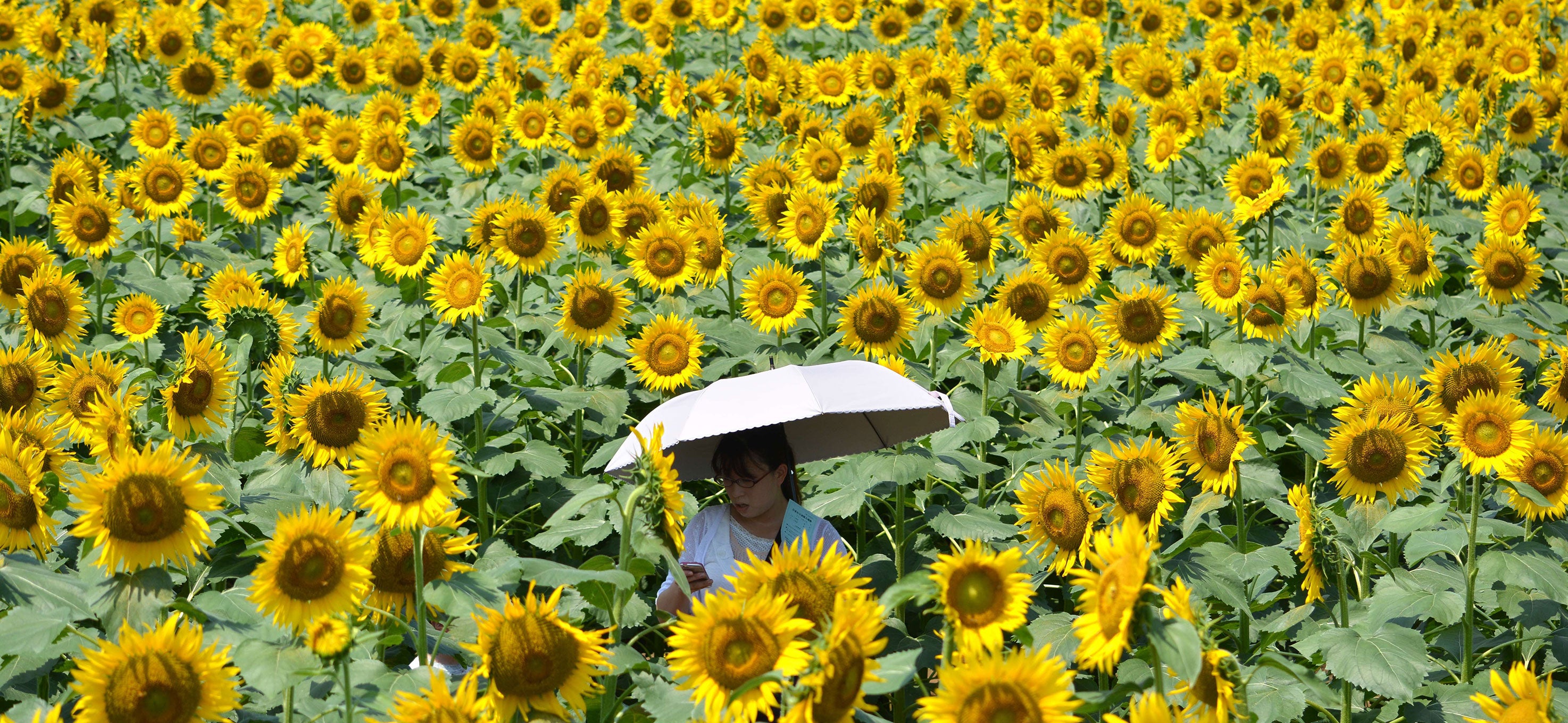 A woman walks through a maze of sunflowers growing in a field during a three-day sunflower festival in the town of Nogi, Tochigi prefecture, some 70 kms north of Tokyo on July 27, 2014. A total of some 200,000 sunflowers welcomed guests for the summer festival, an annual draw for the small town.