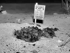 Watch the hatching of 100 baby sea turtles