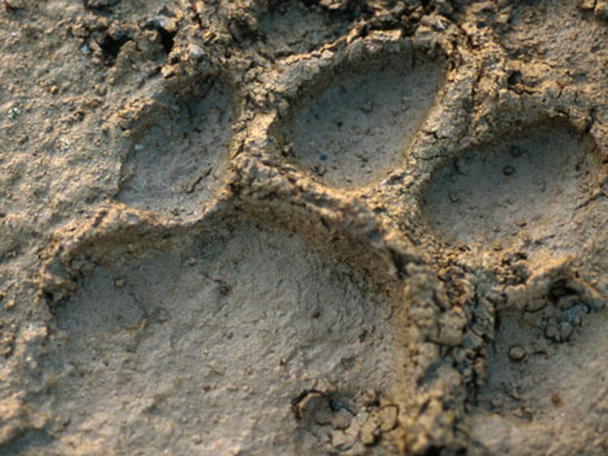 A Bengal tiger track in Royal Bardia National Park, Nepal