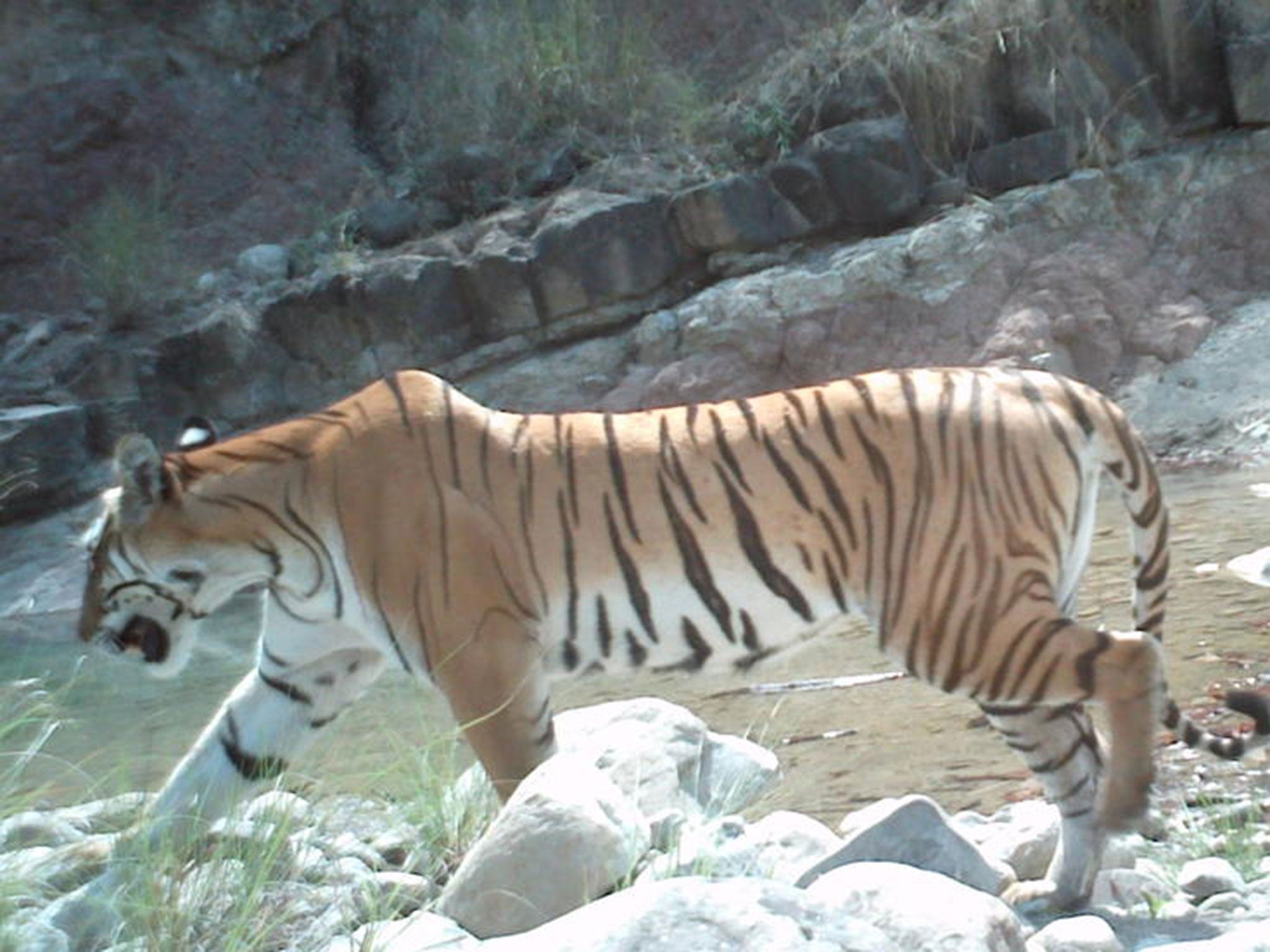 A Bengal tiger captured by a camera trap in Nepal