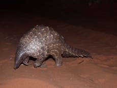 Chinese government continues to support the sale of pangolin parts
