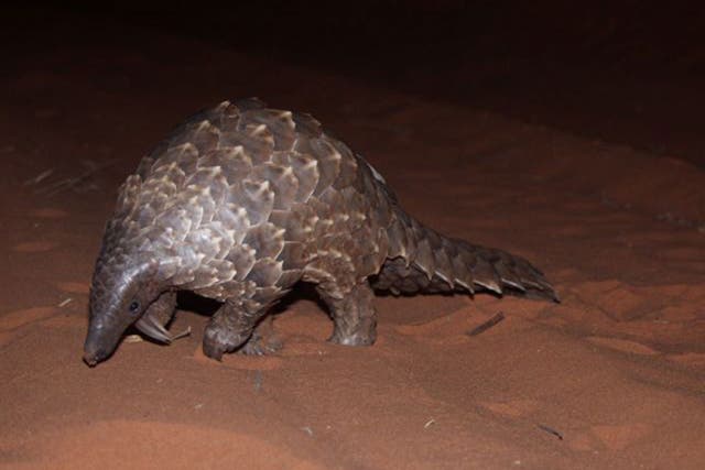 Pangolins have long been caught and killed for their purported medicinal properties, which include being a treatment for psoriasis and poor circulation