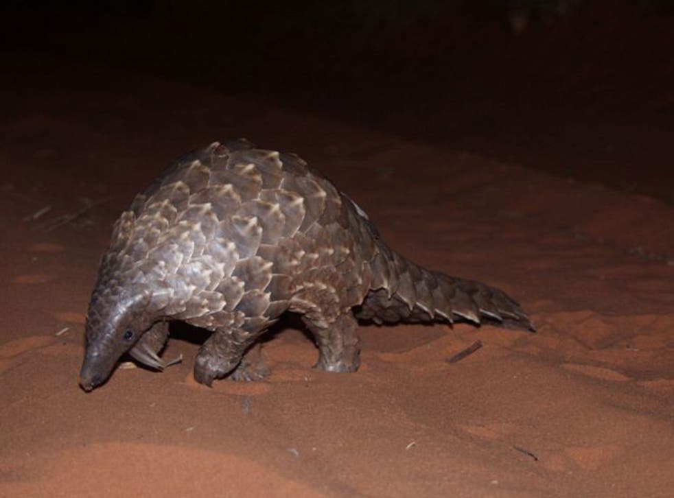 Pangolins have long been caught and killed for their purported medicinal properties, which include being a treatment for psoriasis and poor circulation