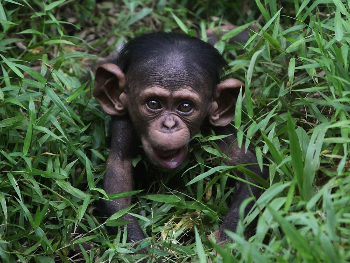Забавный шимпанзе как правильно. Ангольская крошечная мартышка. Обезьяна с алкоголем. Шимпанзе фото смешные. Что не умеют Chimp.