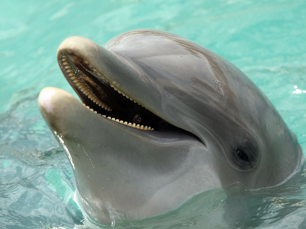 Swimming with dolphins