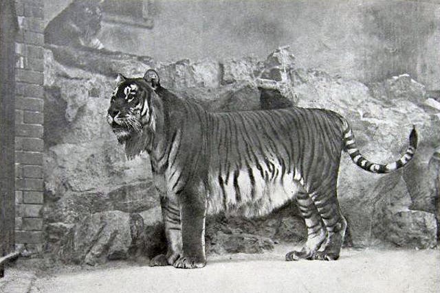 A soon-to-be extinct Caspian tiger
