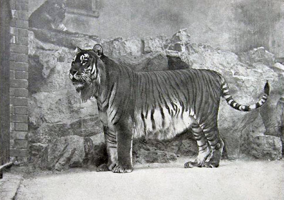 Eight Unfortunate Facts About The Extinct Caspian Tiger The