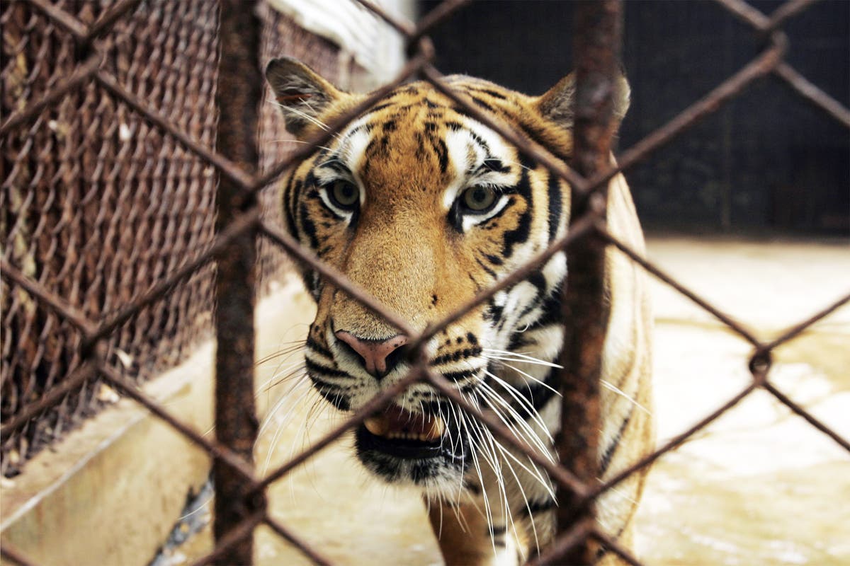 Chinese hotel offering rooms looking directly into a tiger enclosure condemned as cruel