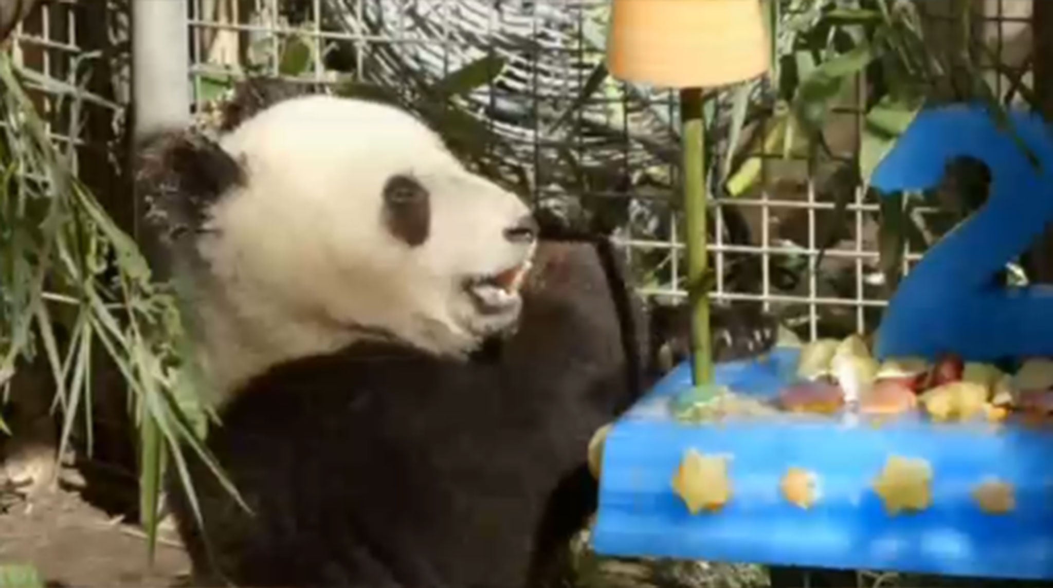 Xiao Liwu enjoys his birthday cake