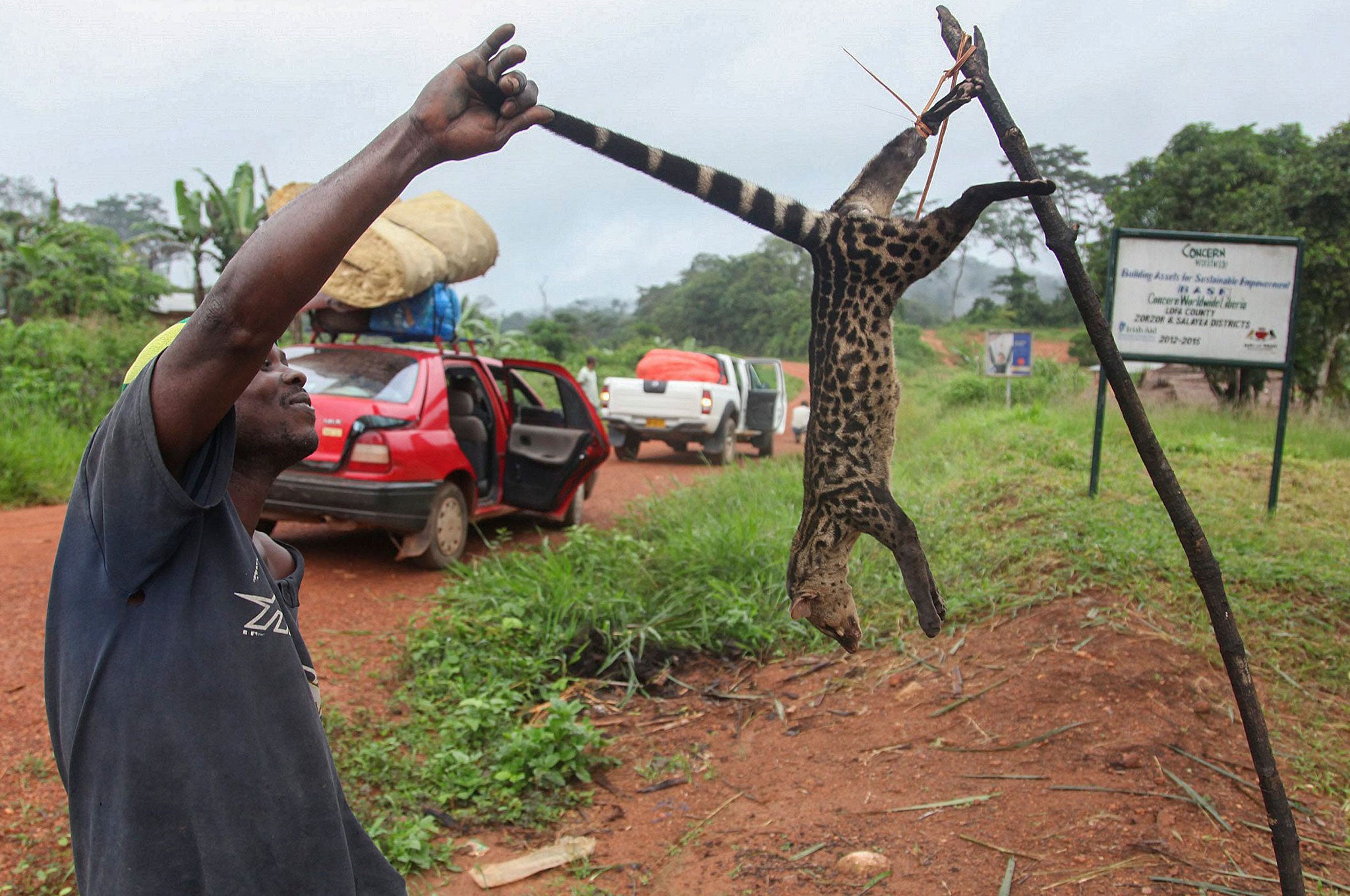 A Liberian man holding a Civet being sold on a roadside as bush meat in Lofa County. Bush meat is one of the major carriers of the Ebola virus