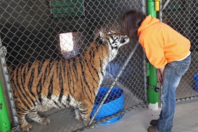 Caretaker Tawny Richey greets a tiger at the Wild Animal Sanctuary in Keenesburg, Colorado, in 2011