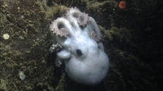 Deep-sea octopus keeps four and a half year vigil over her eggs