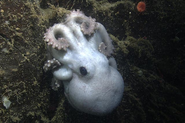 This deep-sea octopus Graneledone boreopacifica spent 4 and a half years tending to her eggs 1.4km below the surface of the Pacific Ocean
