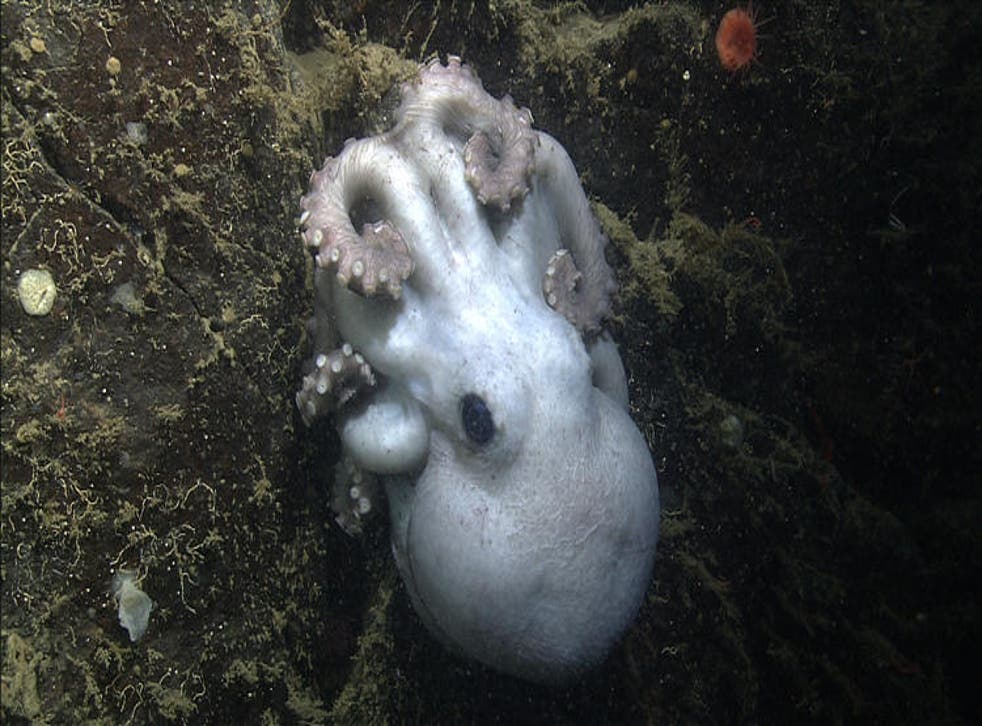 This deep-sea octopus Graneledone boreopacifica spent 4 and a half years tending to her eggs 1.4km below the surface of the Pacific Ocean