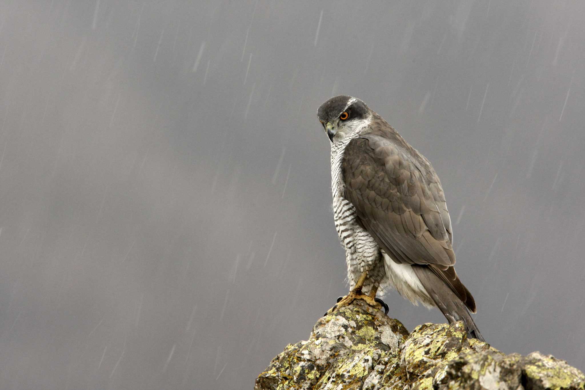 Seeking, and finding, a kind of redemption: a goshawk