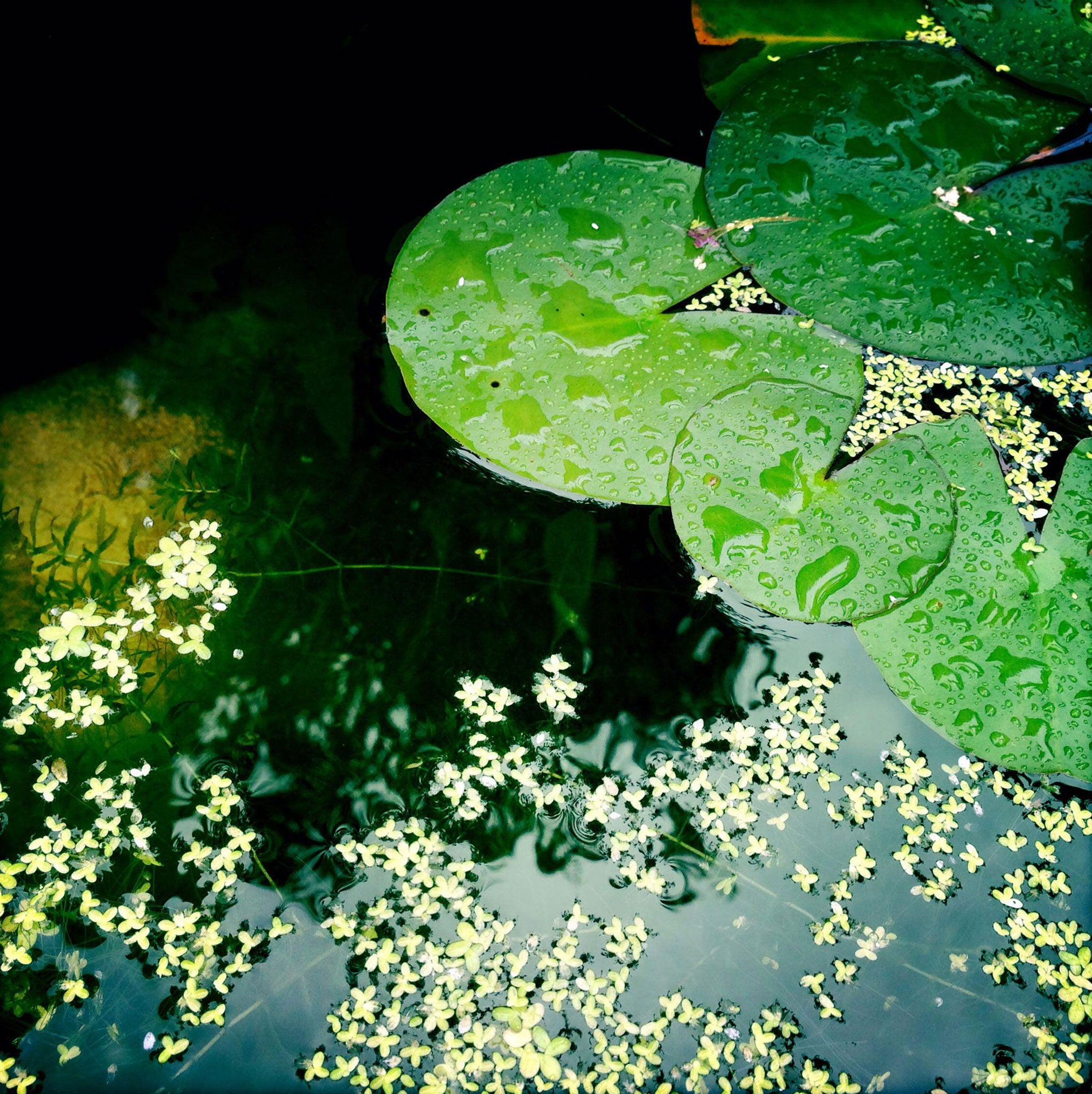 Ponds need topping up with water during summer