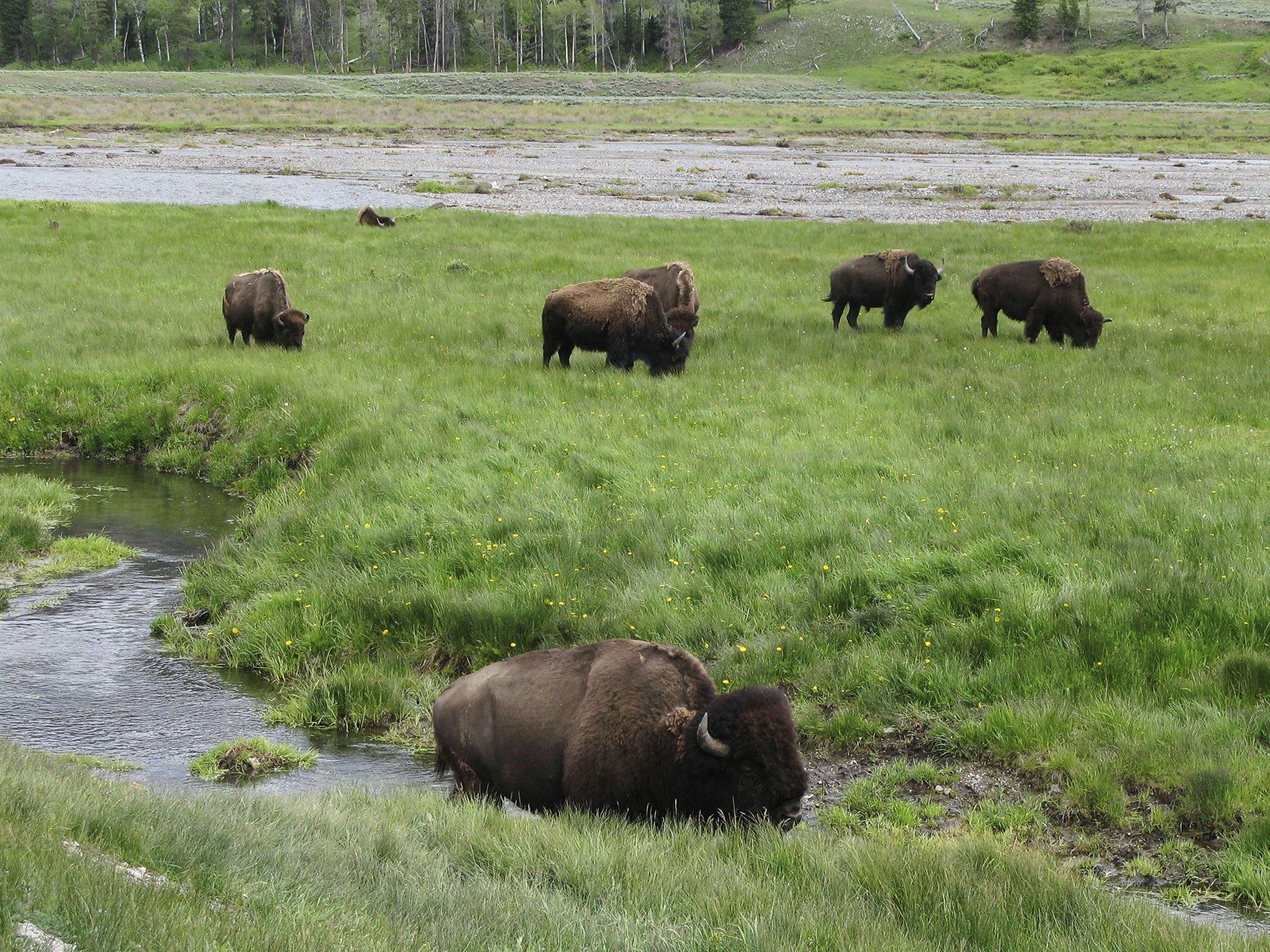 Bison may once again roam vast expanses of the American West