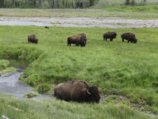Read more

Plan to reintroduce genetically pure bison could put the wild back