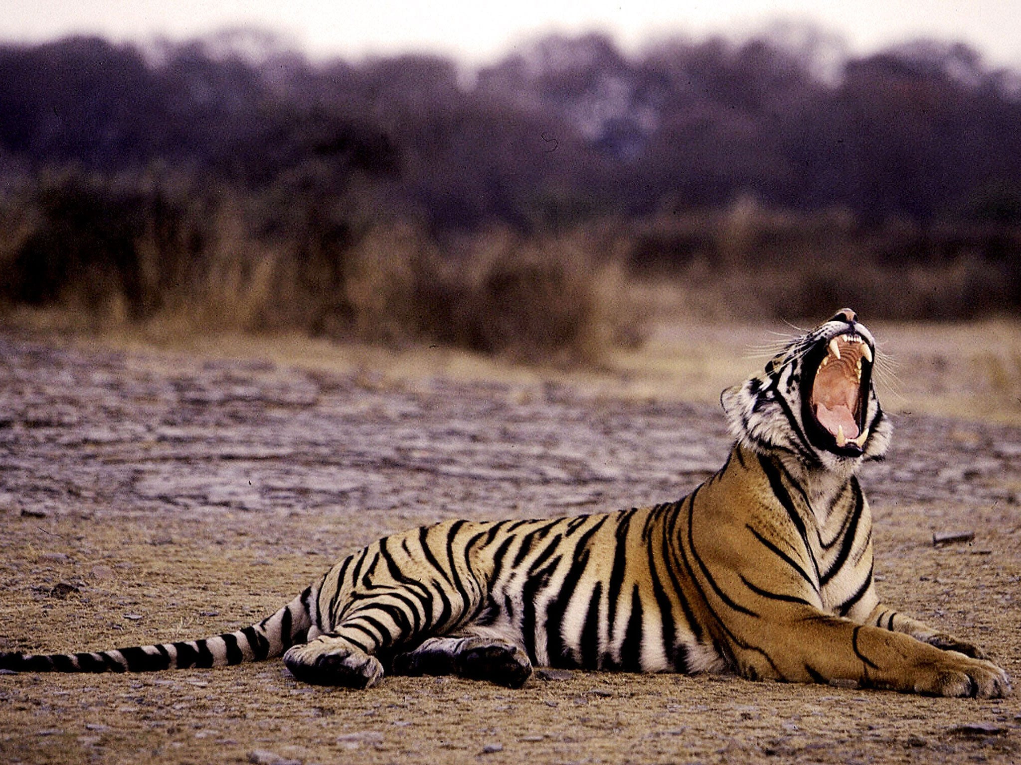 Tiger, Tiger (Not) Burning Bright - Wildlife SOS