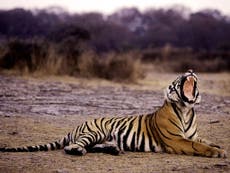Tiger, tiger burning less brightly as numbers plummet
