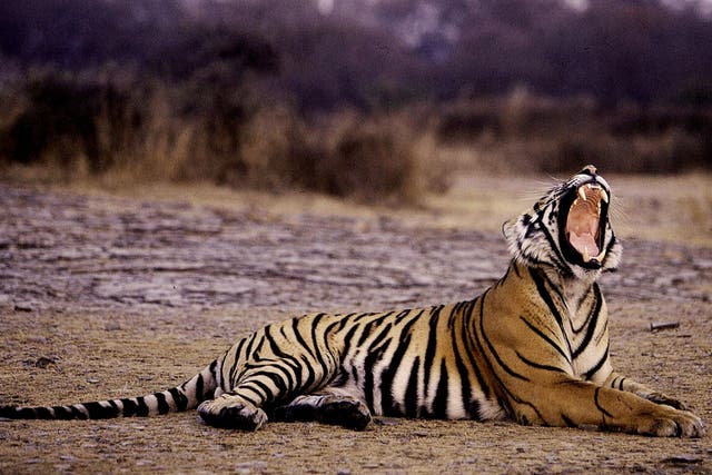A tiger at India’s Ranthambore National Park where four new sanctuaries and a ‘tiger corridor’ have been approved to stem the animal’s decline