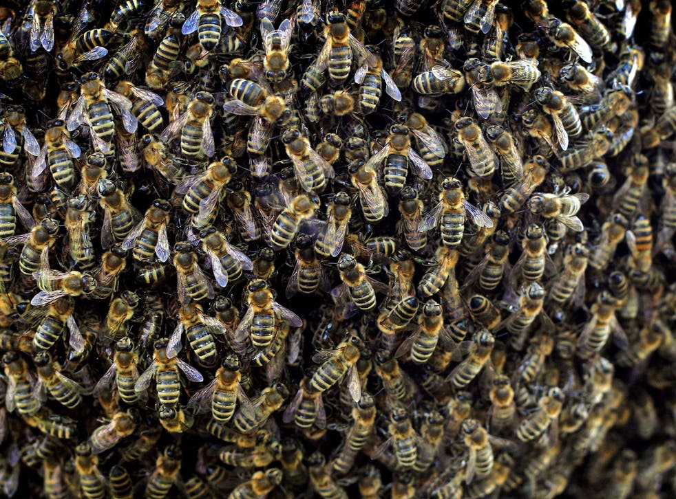 Bees are pictured in a beekeeper school in Kleinkemnat, southern Germany 