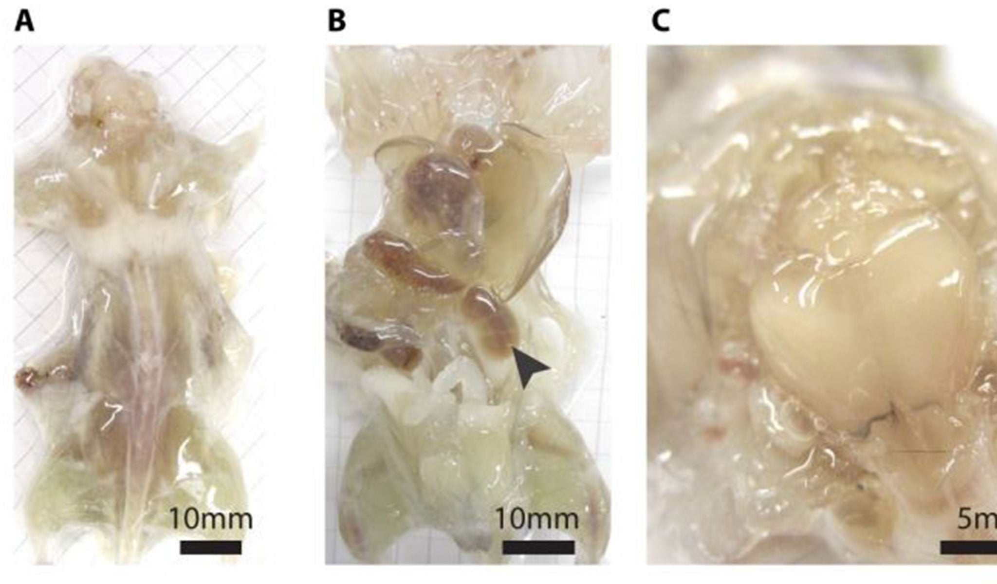 This undated photo combo provided by the journal Cell and taken with a bright field camera, shows a mouse with its skin removed during various stages of examination. In a study released by the journal Cell on Thursday, July 31, 2014, researchers describe