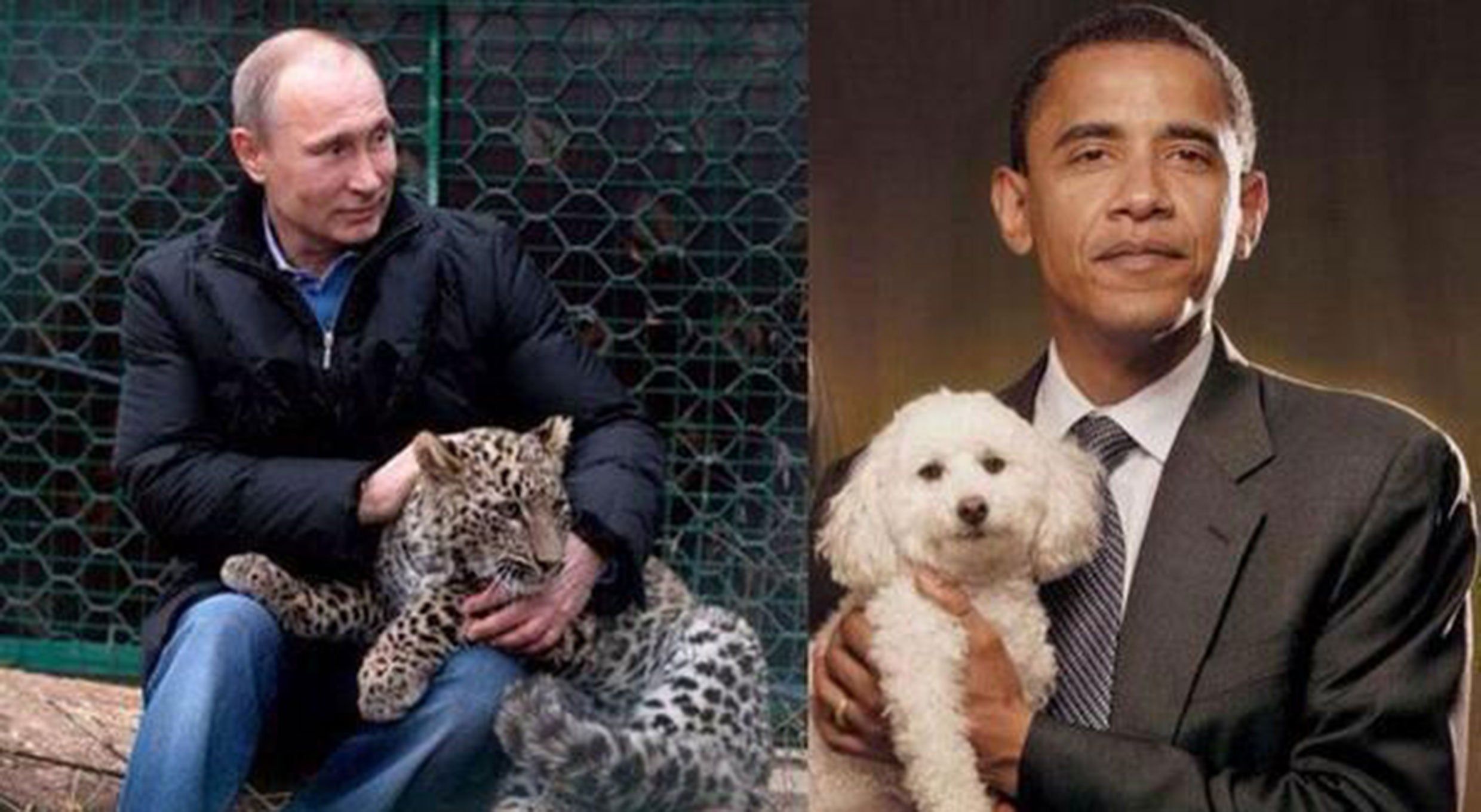An image tweeted by the Russian deputy prime minister comparing the masculinity of Vladimir Putin, petting a leopard, and Barack Obama, holding a fluffy poodle