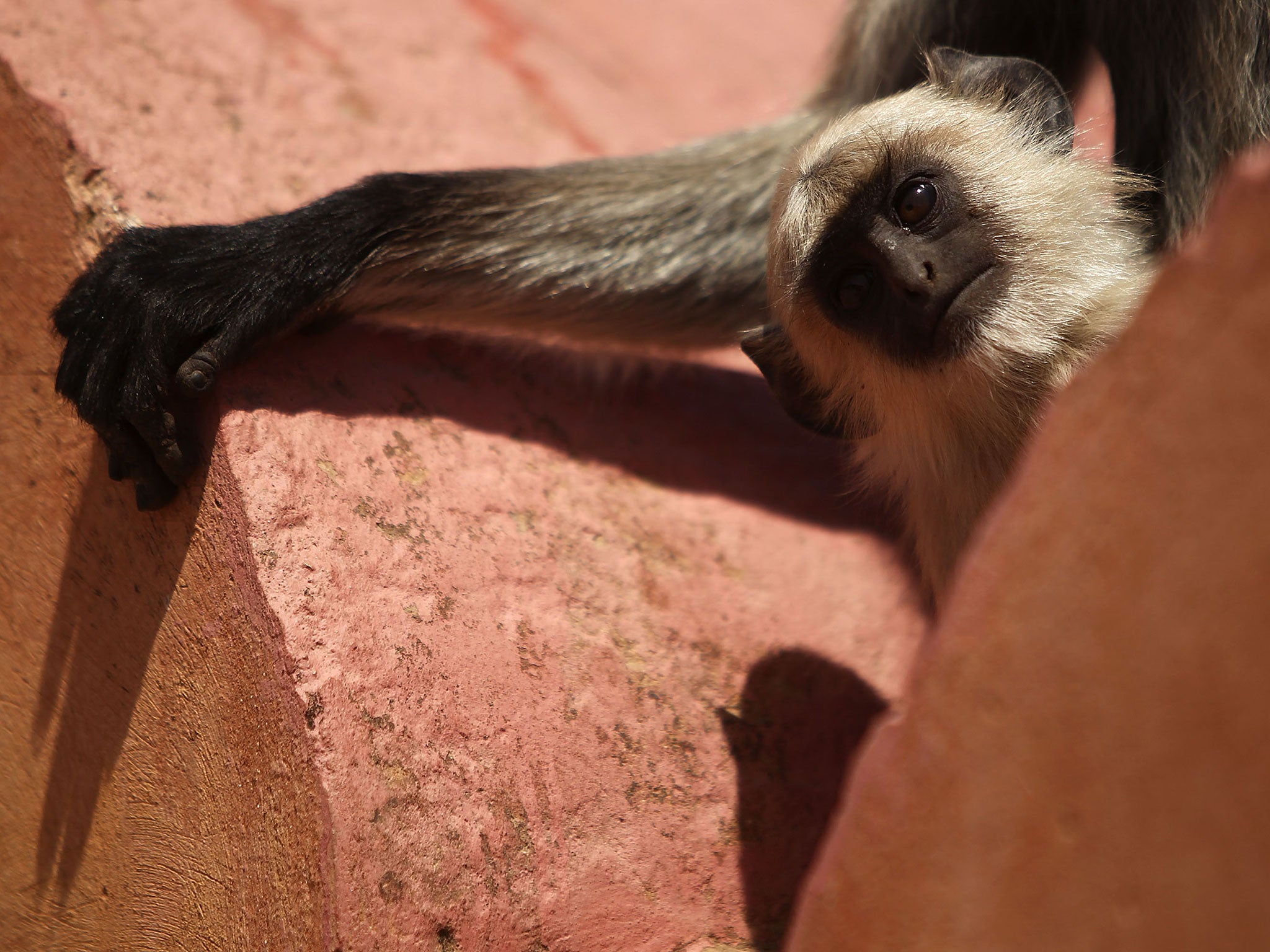 The Indian government has hired 40 people to 'disguise themselves as langurs', the type of monkey pictured here.