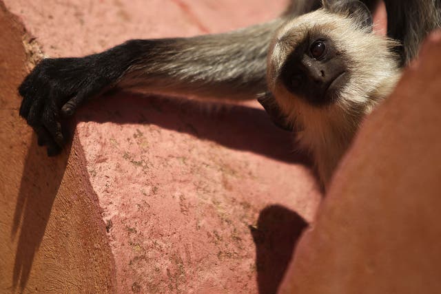 A gray langur with infant is seen at the Jaigarh Fort on April 10, 2010 in Jaipur, India.