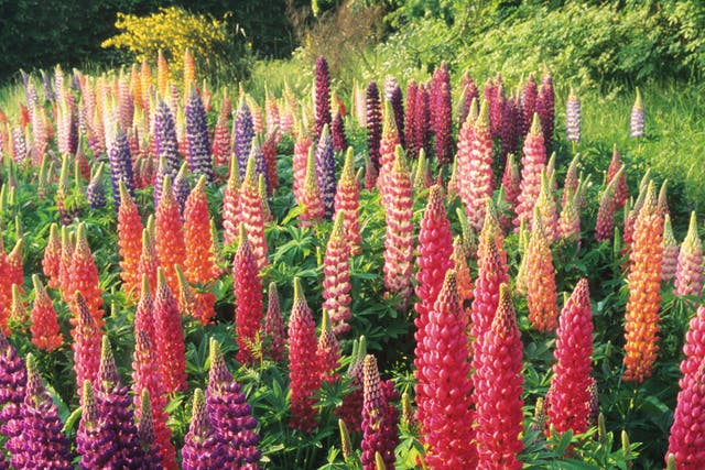Tall columns of bright hues provided by mixed Russell lupins at a nursery in Somerset