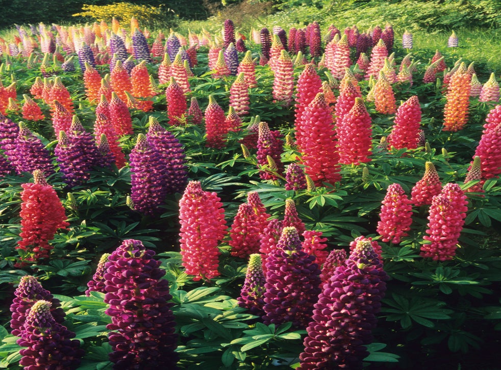 Emma Townshend I Grew My First Lupins Aged Eight But I Ve Never Been Able To Reproduce Those Towering Pillars Of Vivaciousness Since The Independent The Independent