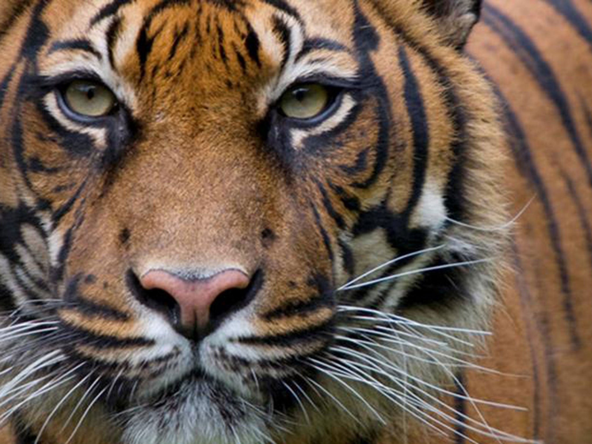 Saving the amur tiger