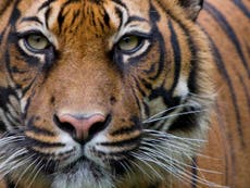 Five things you can do today to help save the tiger
