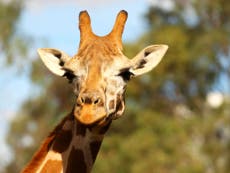 Scientists discover there are four different species of giraffe