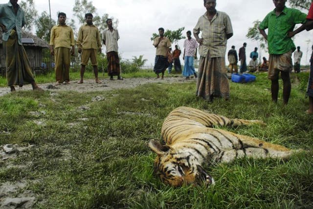 A tiger killed just outside a village