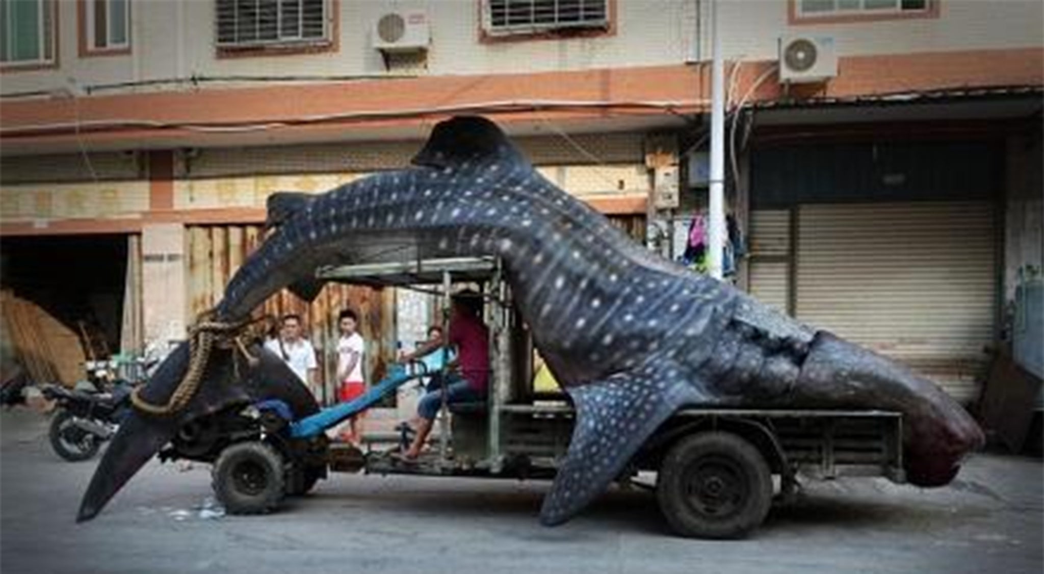 The fisherman said he was unaware that what he had caught was an endangered - and protected - whale shark
