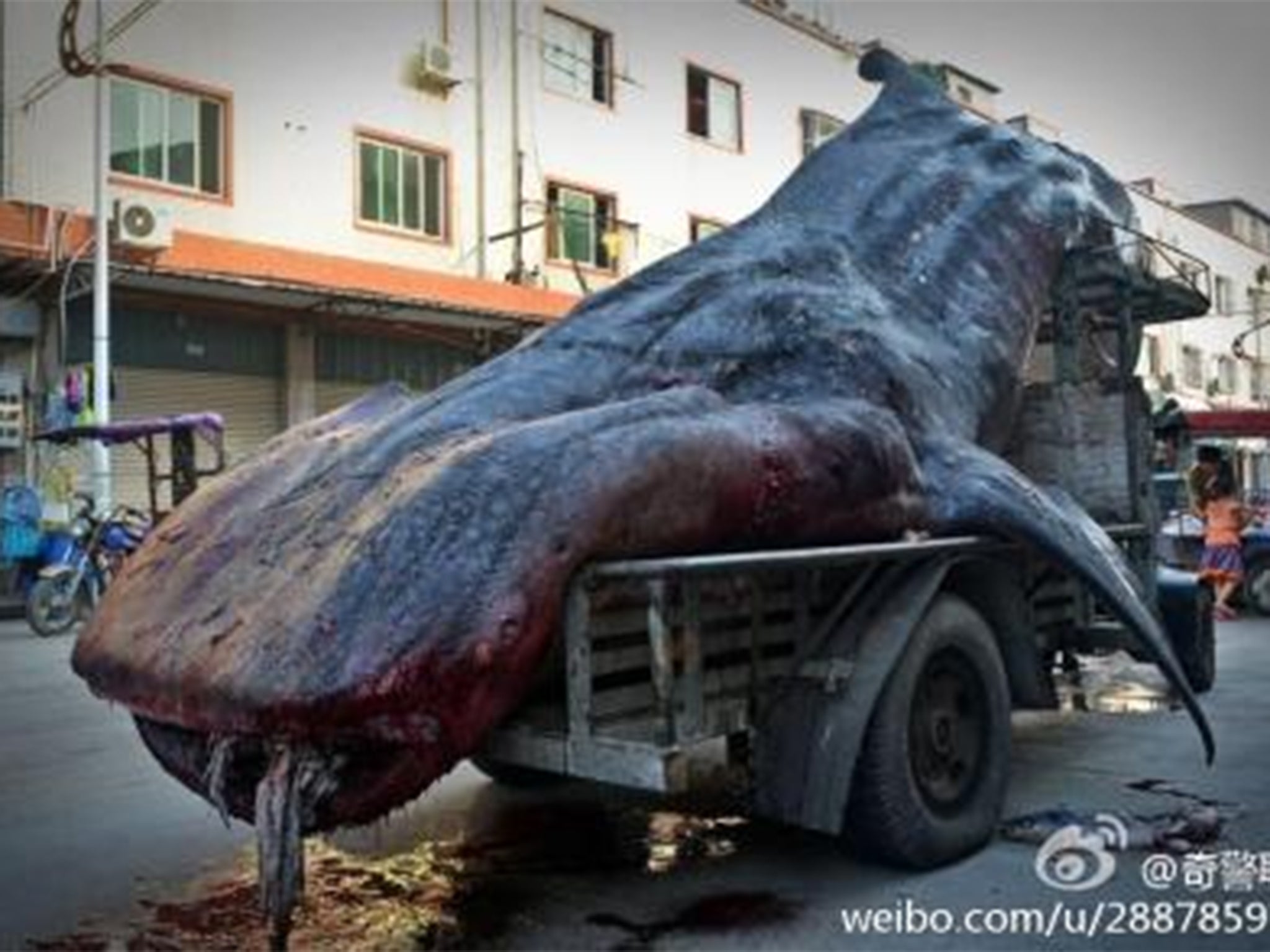 Fisheries officials prevented the sale of the giant fish, which is protected under national regulations