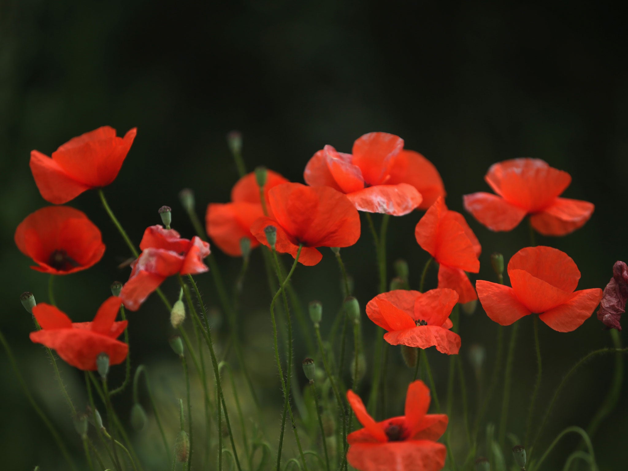 Wild poppies grow on the verge of a field near Tyne Cot Military Cemetery in Passchendaele, Belgium