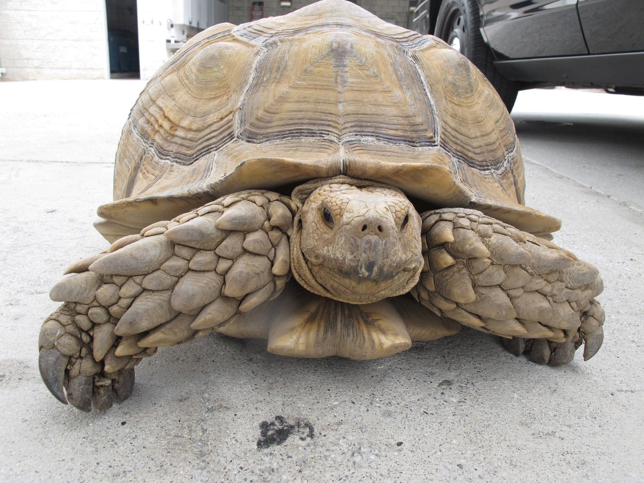 Clark, the 150-pound tortoise found on the run by police