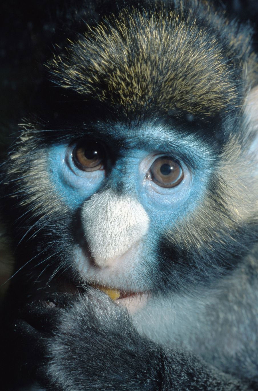 One study revealed that wild putty-nosed monkeys use a rudimentary form of syntax to communicate