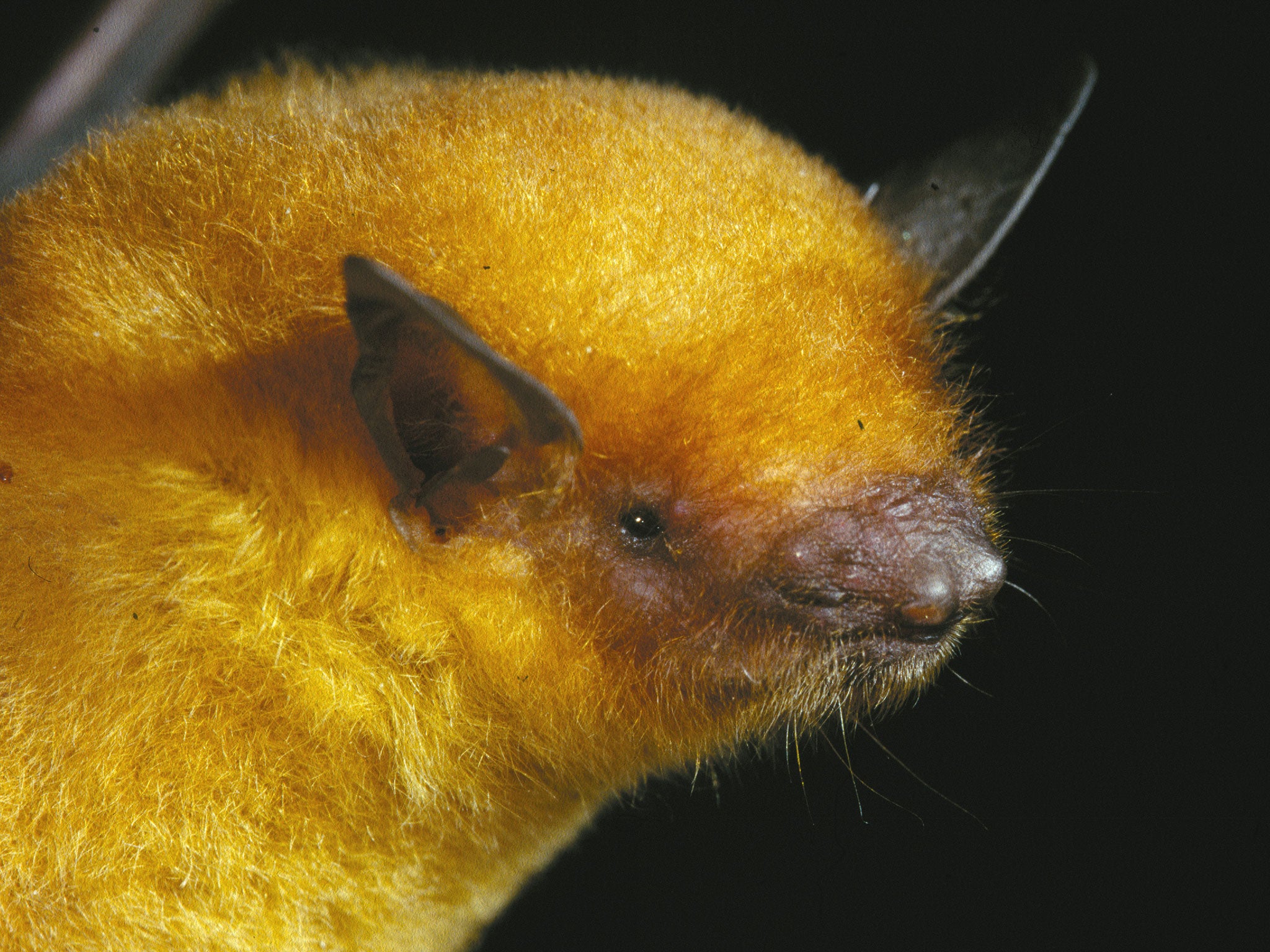 A myotis midastactus bat, which was recently classified as a new species