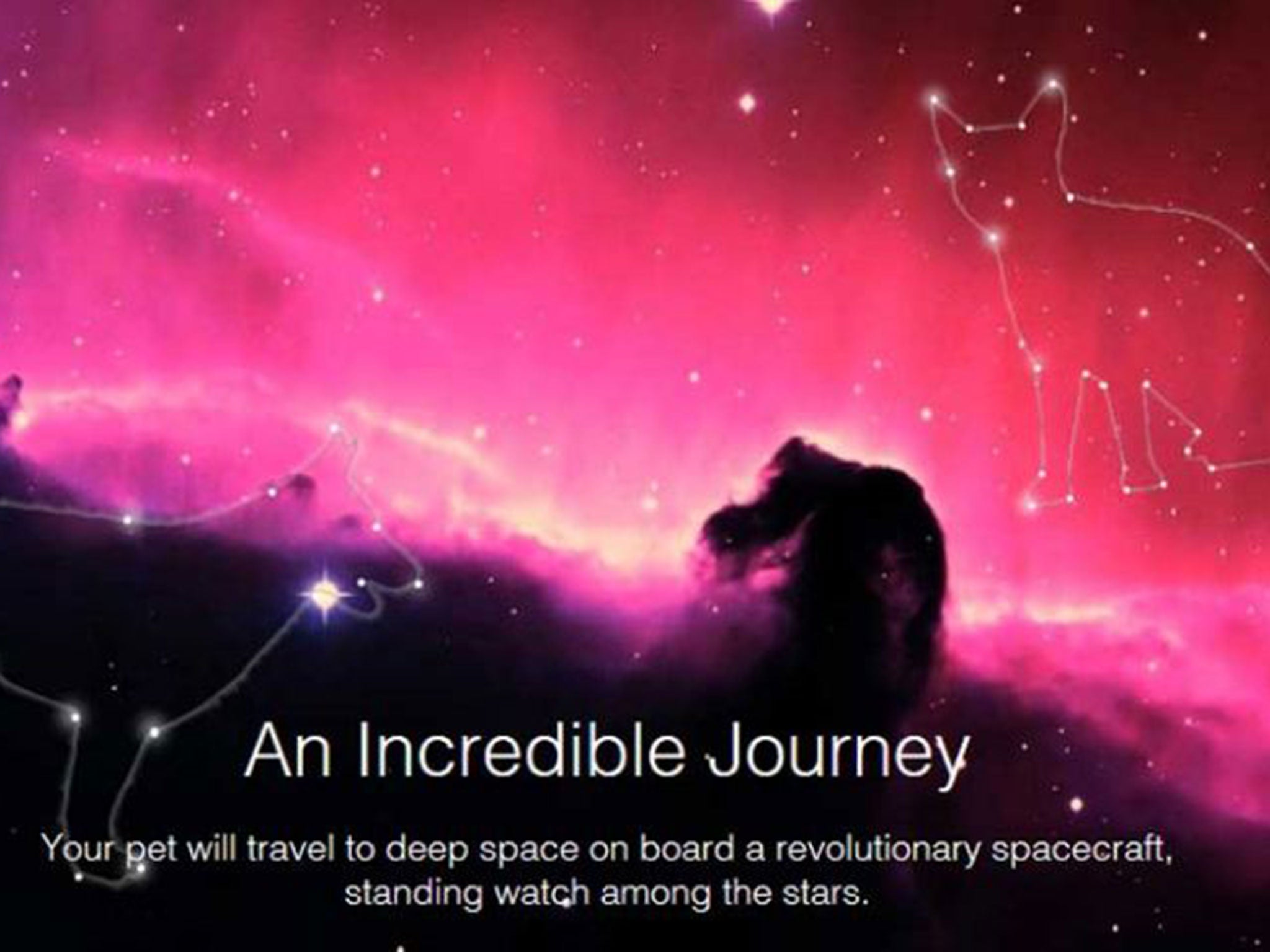 An advert tempting pet owners to send their furry loved ones into space