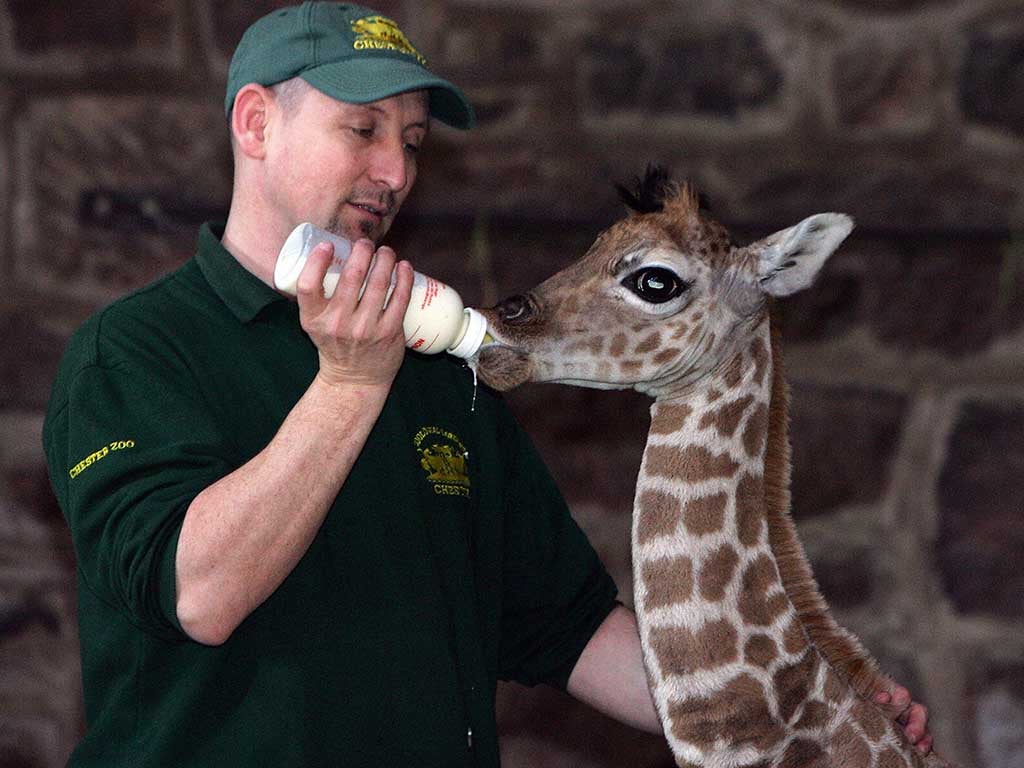 Margaret, a 10 day old Rothschild giraffe, is fed by keeper Tim Rowlands at Chester Zoo