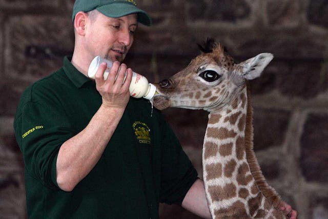 Margaret, a 10 day old Rothschild giraffe, is fed by keeper Tim Rowlands at Chester Zoo