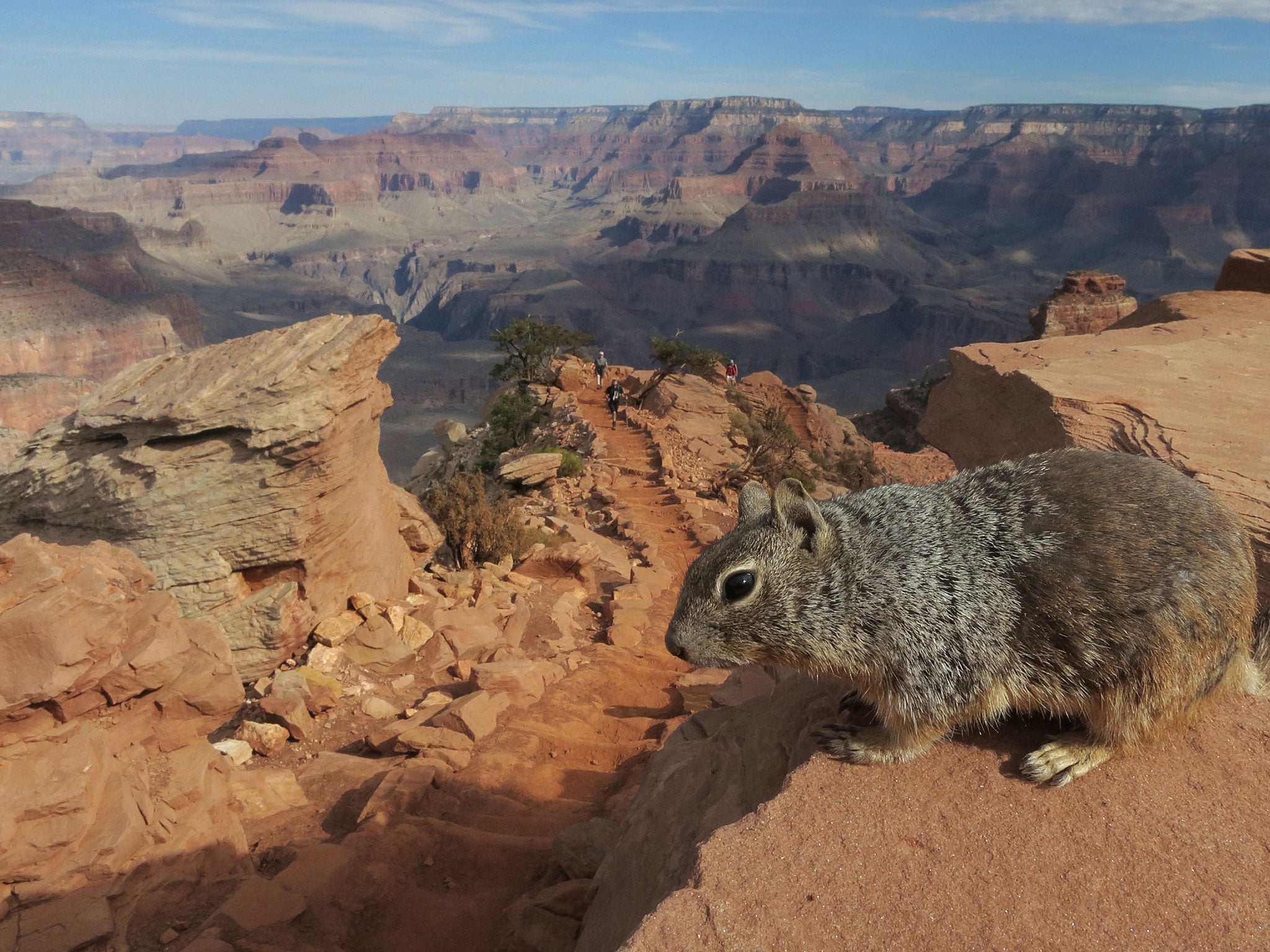 A squirrel stands at the South Keibab Trail at the Grand Canyon South Rim at Grand Canyon National Park, Arizona (Getty)